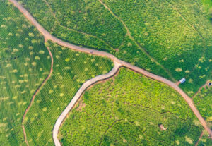 Tea plantations of munnar, kerala, india