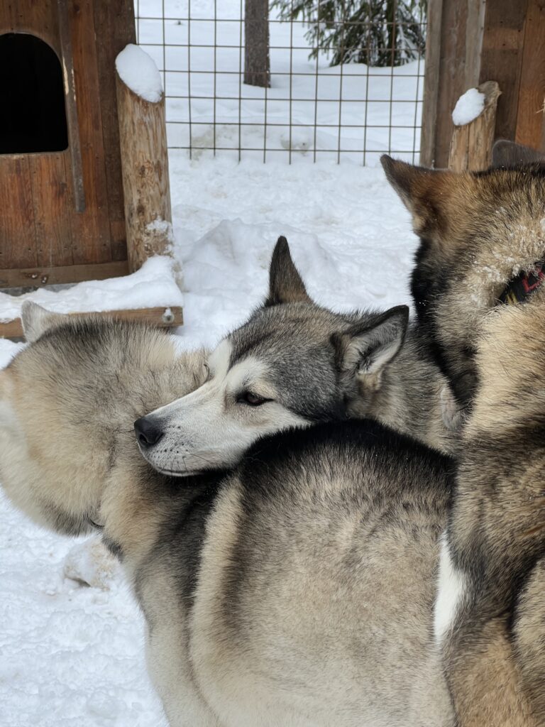 Husky park lapland