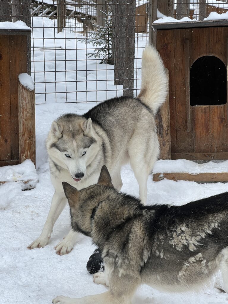 Husky park lapland